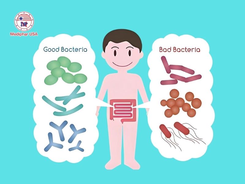 Men vi sinh và men tiêu hóa: Cách phân biệt và đối tượng sử dụng Men vi sinh hỗ trợ cân bằng hệ vi sinh đường ruột