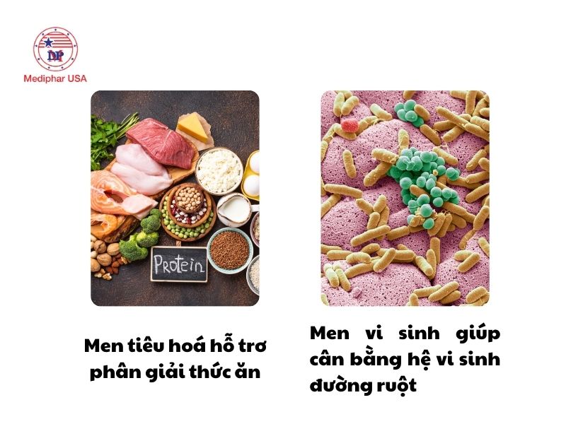 Men vi sinh và men tiêu hóa: Cách phân biệt và đối tượng sử dụng Sự khác nhau giữa men vi sinh và men tiêu hoá