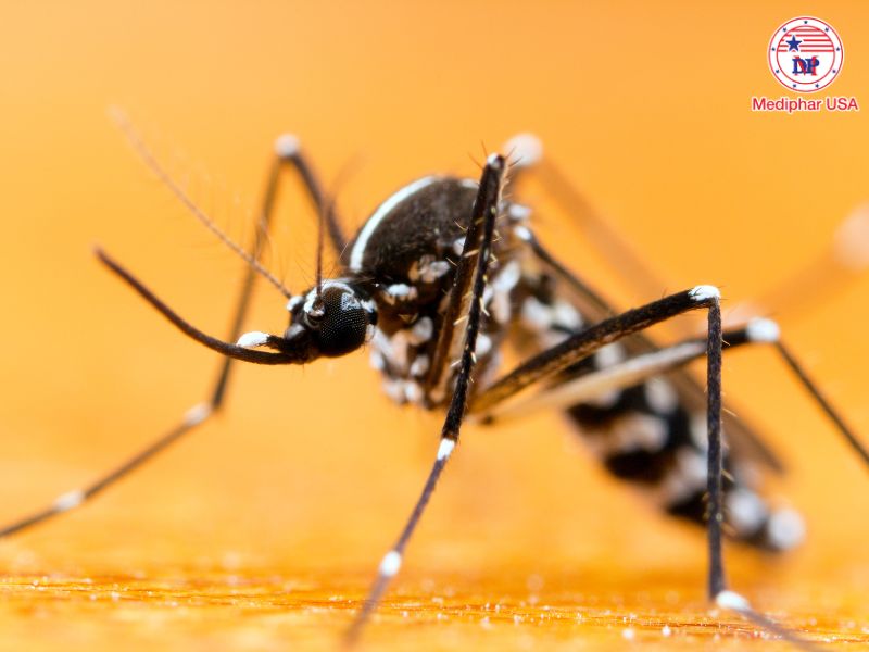 Bệnh chikungunya là gì? Nguyên nhân, triệu chứng, cách phòng ngừa Hai loài muỗi truyền virus Chikungunya phổ biến nhất