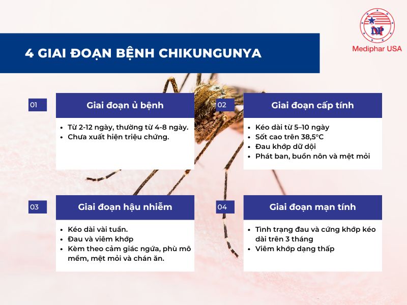 Bệnh chikungunya là gì? Nguyên nhân, triệu chứng, cách phòng ngừa Các giai đoạn bệnh Chikungunya