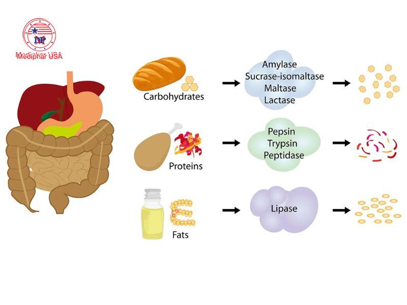 Công nghệ enzyme là gì? Ứng dụng và tiềm năng phát triển trong y dược Các enzyme tiêu hóa như amylase, protease, lipase