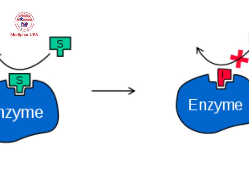 Công nghệ enzyme là gì? Ứng dụng và tiềm năng phát triển trong y dược Enzyme thủy phân được sử dụng trong sản xuất thuốc tiêu hóa