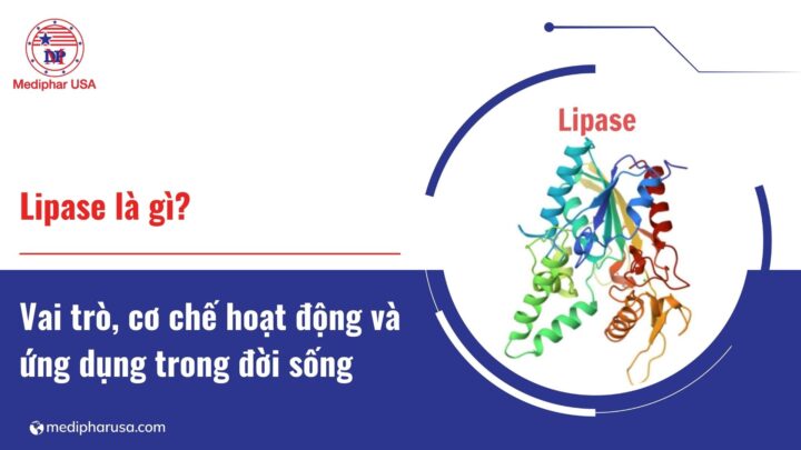 Lipase là gì? Vai trò, cơ chế hoạt động và ứng dụng thực tiễn Lipase là gì? Vai trò, cơ chế hoạt động và ứng dụng thực tiễn