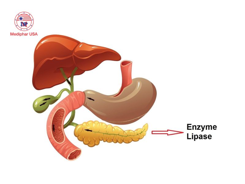 Lipase là gì? Vai trò, cơ chế hoạt động và ứng dụng thực tiễn Lipase được sản xuất chủ yếu bởi tuyến tụy