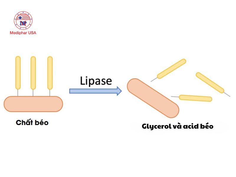 Lipase là gì? Vai trò, cơ chế hoạt động và ứng dụng thực tiễn Enzyme lipase thủy phân chất béo thành Glycerol và acid béo