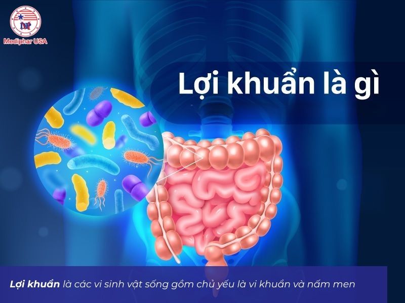Lợi khuẩn là gì? Các nhóm lợi khuẩn phổ biến và lợi ích với sức khỏe Lợi khuẩn là các vi sinh vật sống gồm chủ yếu là vi khuẩn và nấm men