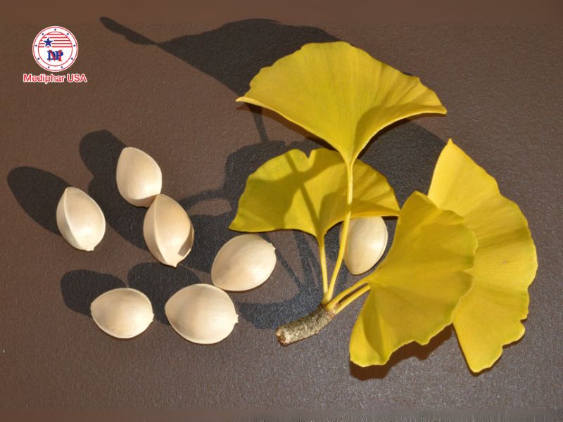 Cách sử dụng thuốc bổ não Ginkgo Biloba: Liều lượng, thời điểm và lưu ý quan trọng Ginkgo Biloba có nhiều lợi ích trong việc hỗ trợ sức khỏe não bộ
