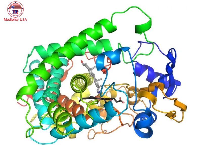 Enzyme protease là gì? Lợi ích đối với cơ thể và ứng dụng trong cuộc sống Enzyme protease xúc tác thủy phân liên kết peptide trong phân tử protein