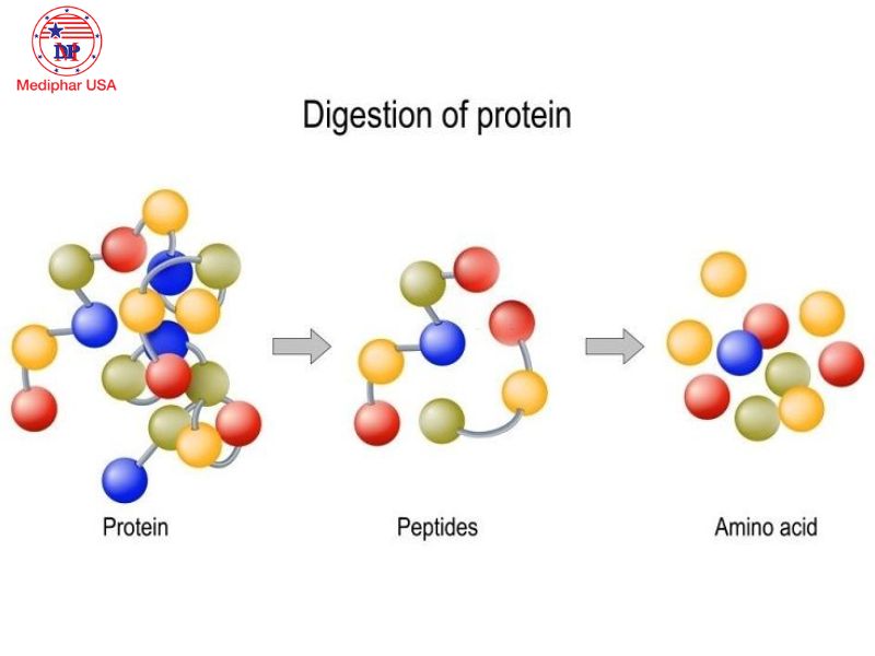Enzyme protease là gì? Lợi ích đối với cơ thể và ứng dụng trong cuộc sống Protease phân giải protein thành các peptide nhỏ hơn hoặc các axid amin