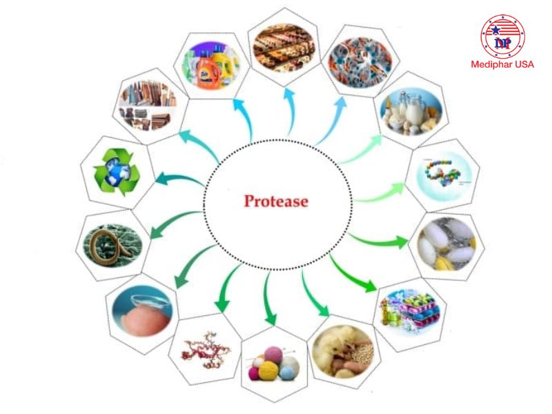 Enzyme protease là gì? Lợi ích đối với cơ thể và ứng dụng trong cuộc sống Protease được ứng dụng rộng rãi trong nhiều lĩnh vực nhau
