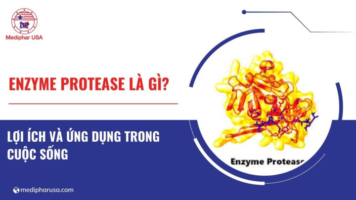 Enzyme protease là gì? Lợi ích đối với cơ thể và ứng dụng trong cuộc sống