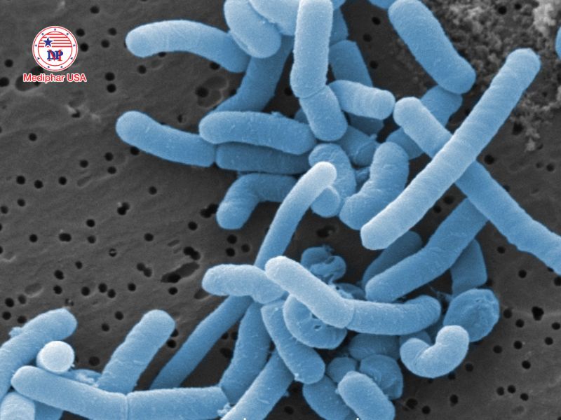 Lactobacillus paracasei là gì? Tác dụng đối với sức khỏe và cách bổ sung hiệu quả Lactobacillus paracasei là lợi khuẩn mang nhiều lợi ích