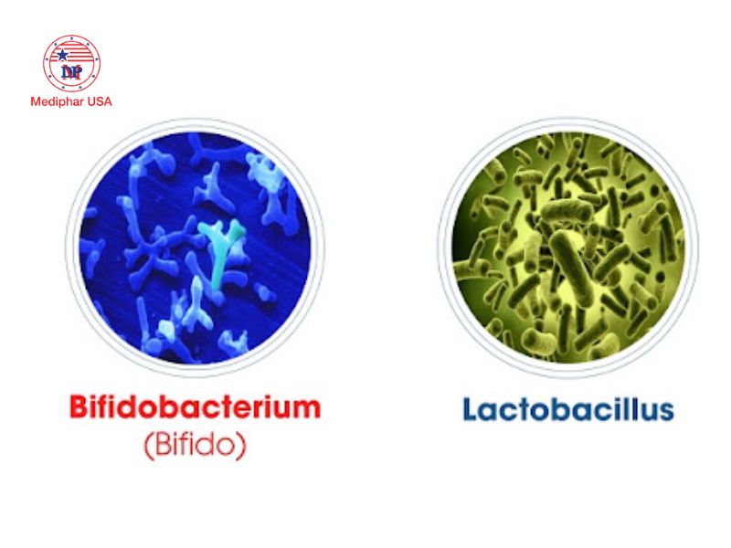 Lợi khuẩn là gì? Các nhóm lợi khuẩn phổ biến và lợi ích với sức khỏe Lactobacillus và Bifidobacterium là hai chủng lợi khuẩn phố biến