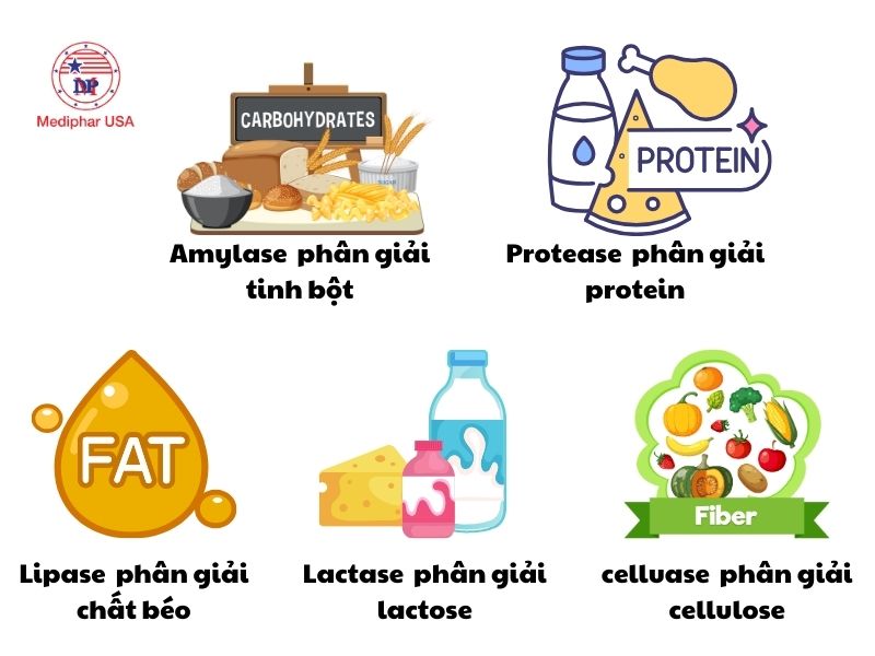 Phân loại men tiêu hóa theo các nhóm enzyme chính