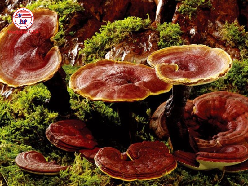 Nấm lim xanh cùng họ với nấm linh chi