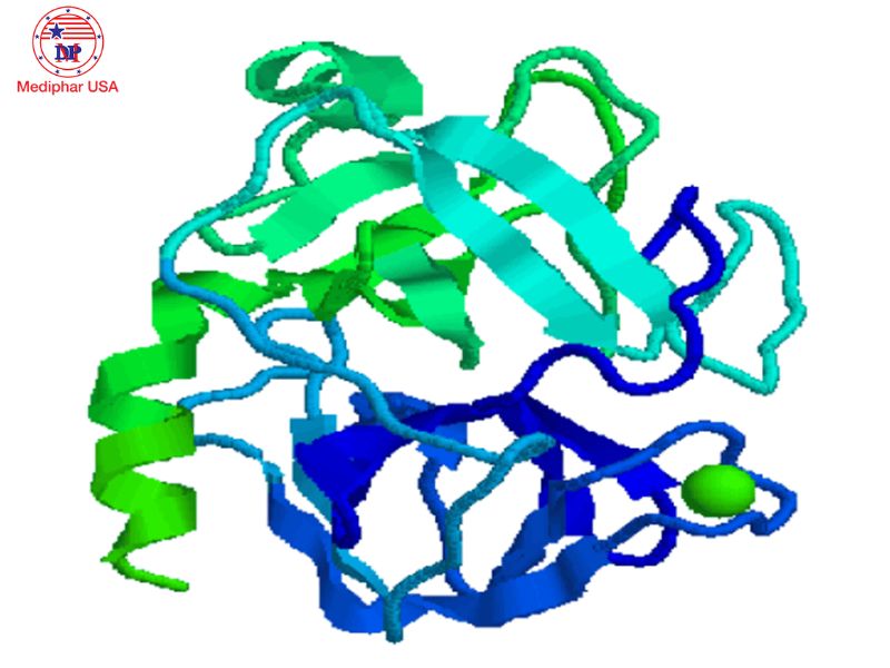 Trypsin enzyme là gì? Nguồn gốc, tác dụng và ứng dụng điều trị Trypsin enzyme này thuộc nhóm proteolytic enzyme