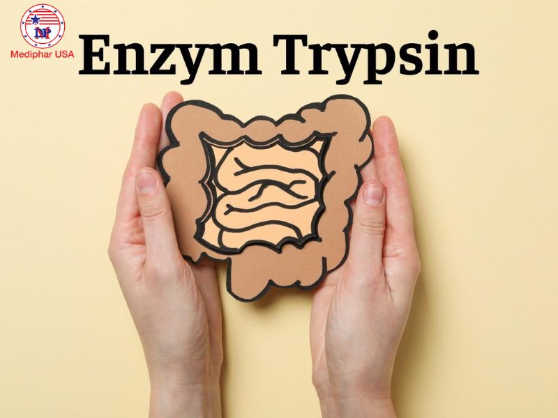 Trypsin enzyme là gì? Nguồn gốc, tác dụng và ứng dụng điều trị Viêm tụy làm suy giảm chức năng sản xuất enzyme tiêu hóa