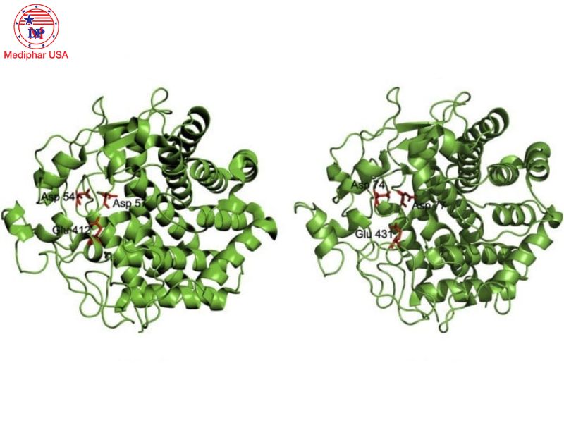 Cellulase xúc tác cho quá trình thủy phân liên kết β-1,4-glycosidic ở cellulose