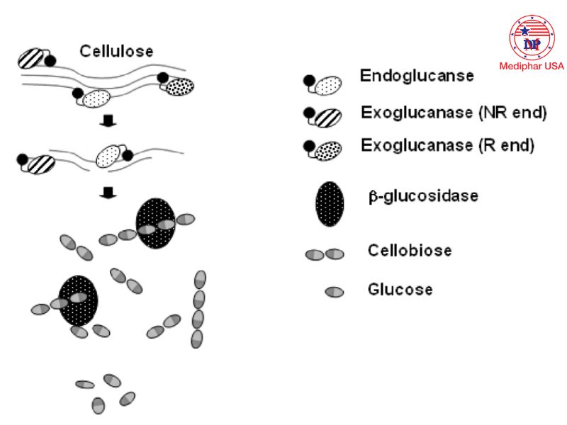 Cellulase enzyme là gì? Cơ chế, tác dụng, ứng dụng trong đời sống Cơ chế hoạt động của enzyme cellulase