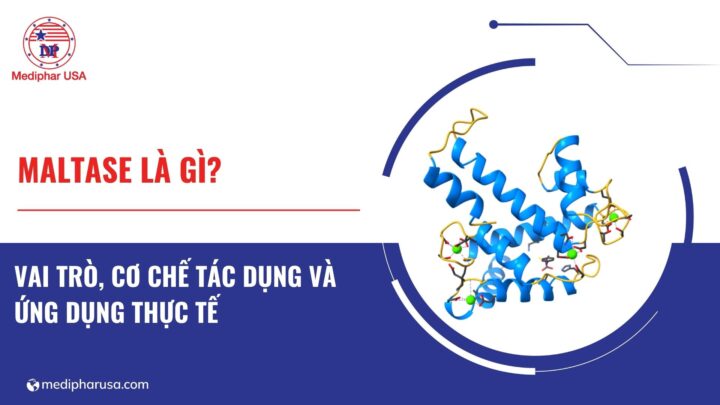 Maltase là gì? Vai trò, cơ chế tác dụng và ứng dụng thực tế - 8
