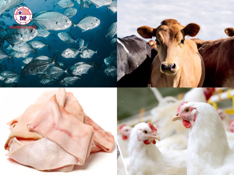 Collagen trong các sản phẩm bổ sung thường được chiết xuất từ cá, bò heo và gà