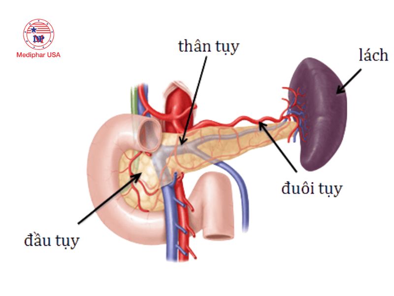 Tuyến tụy được chia thành ba phần đầu, thân và đuôi