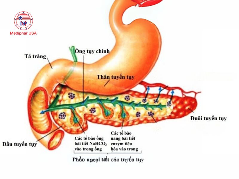 Chức năng ngoại tiết của tuyến tụy là sản xuất các enzyme tiêu hóa