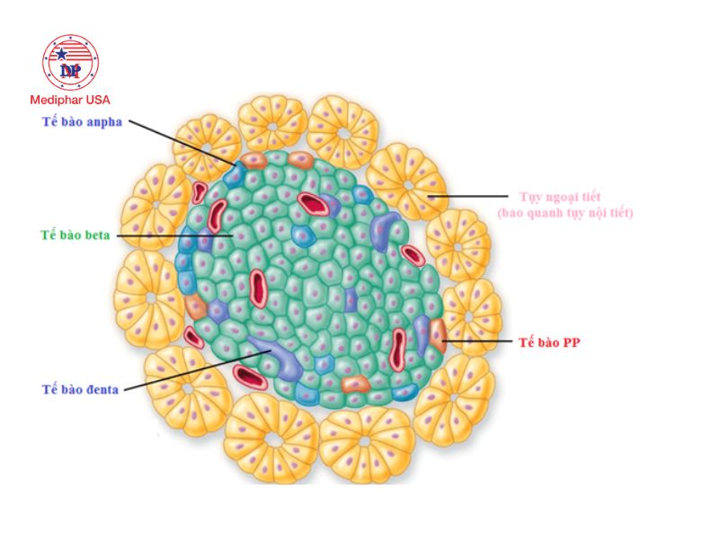 Chức năng nội tiết được thực hiện bởi các nhóm tế bào chuyên biệt