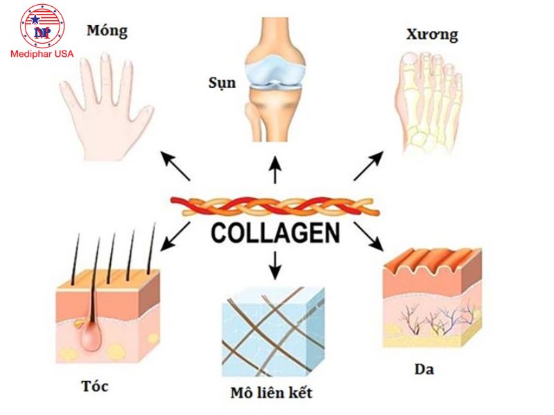 Collagen mang lại nhiều lợi ích đối với sức khỏe của nhiều mô liên kết