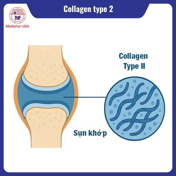 Collagen type 2 là gì? Công dụng, cách bổ sung và lưu ý cần biết Collagen type 2 phổ biến trong hỗ trợ điều trị thoái hóa khớp