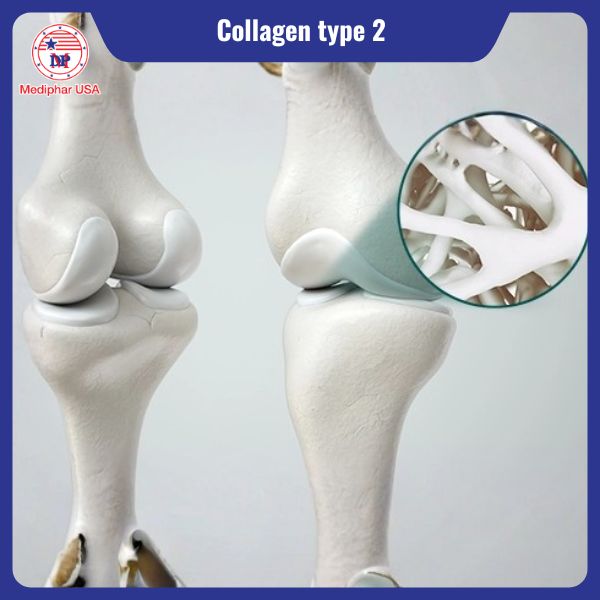 Collagen type 2 là gì? Công dụng, cách bổ sung và lưu ý cần biết Collagen type 2 là thành phần cấu trúc chính của sụn