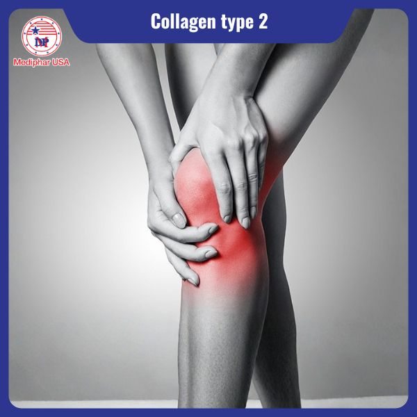 Collagen type 2 là gì? Công dụng, cách bổ sung và lưu ý cần biết Bổ sung Collagen Type 2 giúp điều hòa miễn dịch, giảm phản ứng viêm tại sụn khớp