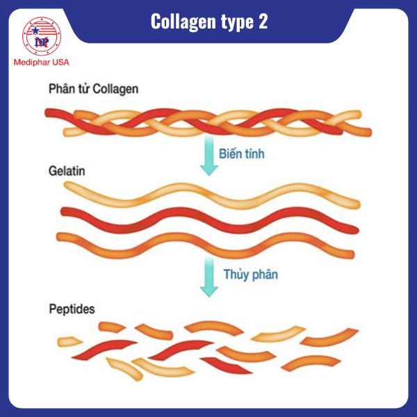 Collagen type 2 là gì? Công dụng, cách bổ sung và lưu ý cần biết Các loại Collagen type 2