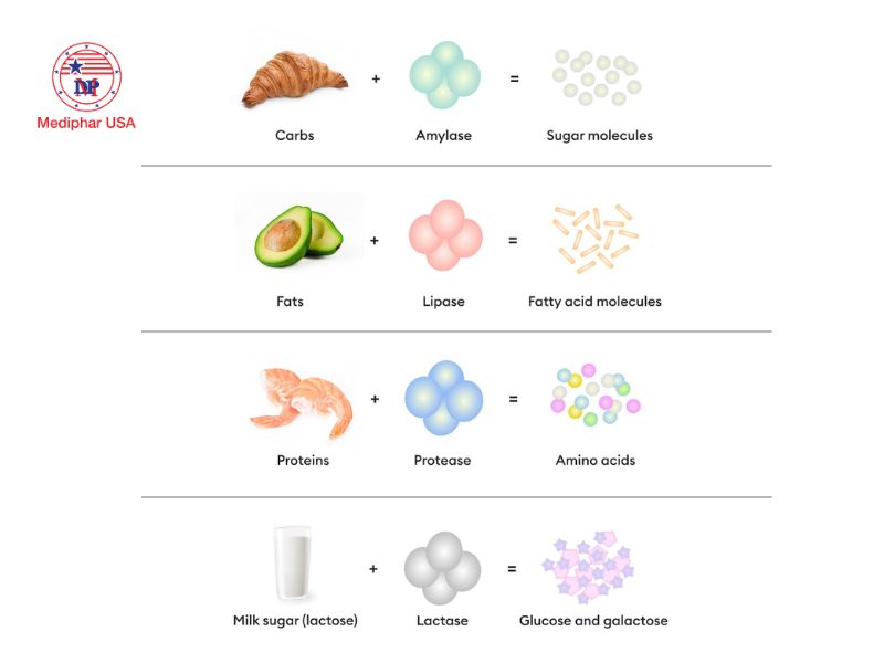 Hỏi đáp: Uống men tiêu hóa có giúp giảm cân không? Các loại enzyme tiêu hóa