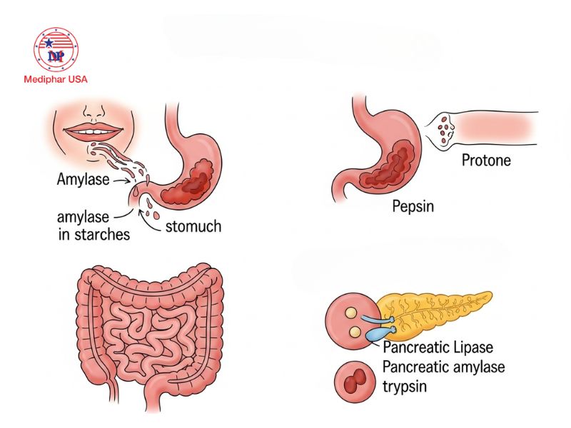 Hỏi đáp: Uống men tiêu hóa có giúp giảm cân không? Quá trình tiêu hóa diễn ra một cách có hệ thống