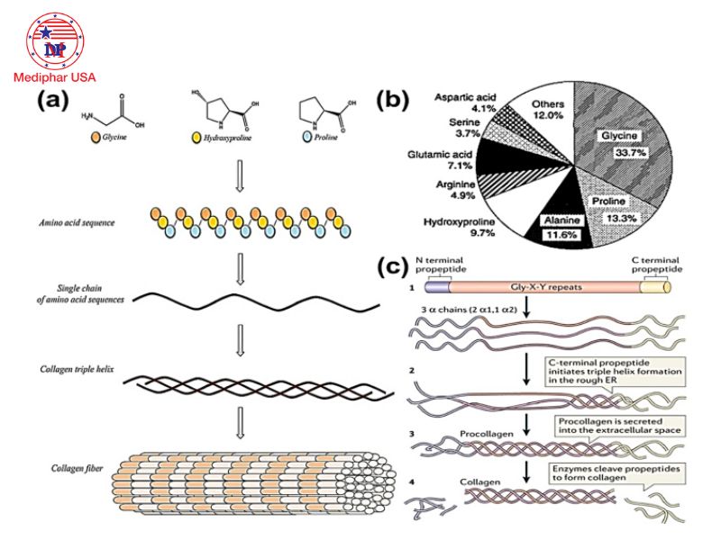 Collagen được tạo nên từ các axit amin