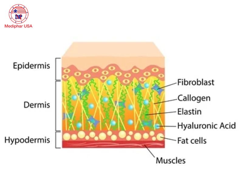 Collagen giúp củng cố mạng lưới sợi đàn hồi dưới da