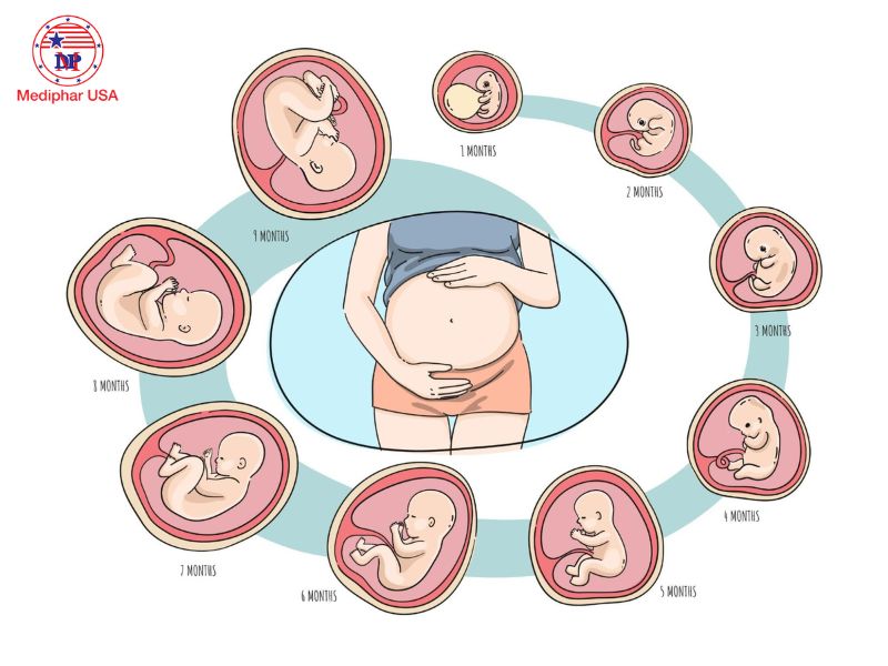 Collagen giúp duy trì và bảo vệ sự phát triển của thai nhi