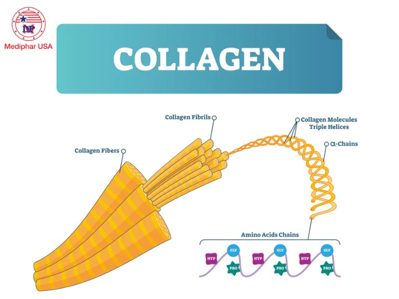 Collagen tuýp 1 thuộc dạng collagen sợi