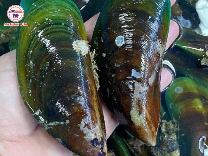 Vẹm xanh cung cấp glucosamine tự nhiên