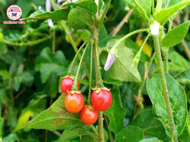 giải độc gan bằng phương pháp dân gian​