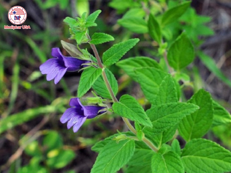 giải độc gan bằng phương pháp dân gian​