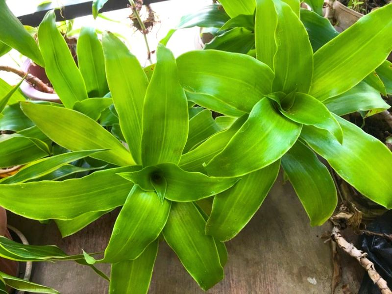 Cách chữa viêm họng mãn tính dân gian bằng lá lược vàng