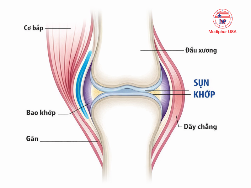 Glucosamine đóng vai trò quan trọng đối với xương khớp