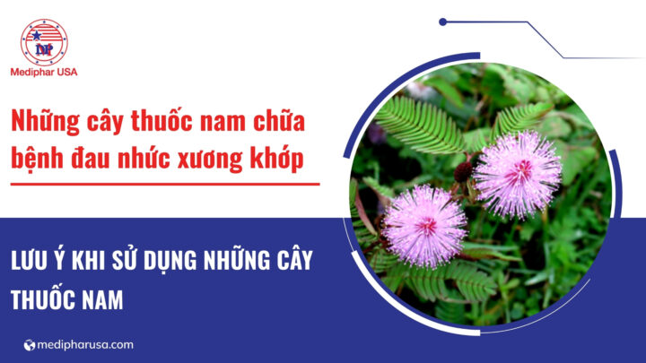 Những cây thuốc nam chữa bệnh đau nhức xương khớp được sử dụng phổ biến