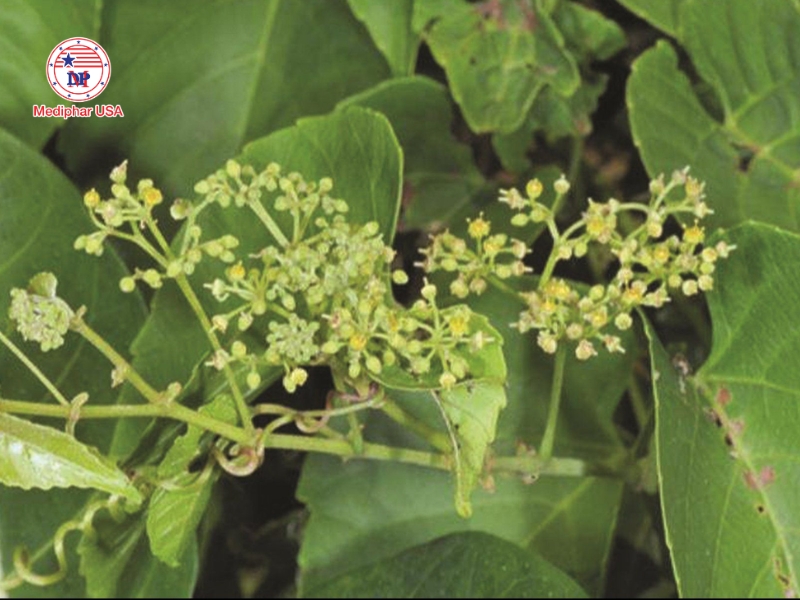 Cây chìa vôi – dược liệu hỗ trợ giảm viêm và đau nhức xương khớp