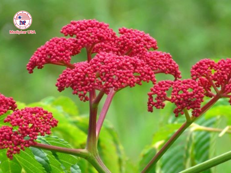 Cây gối hạc – dược liệu dân gian hỗ trợ giảm đau nhức xương khớp