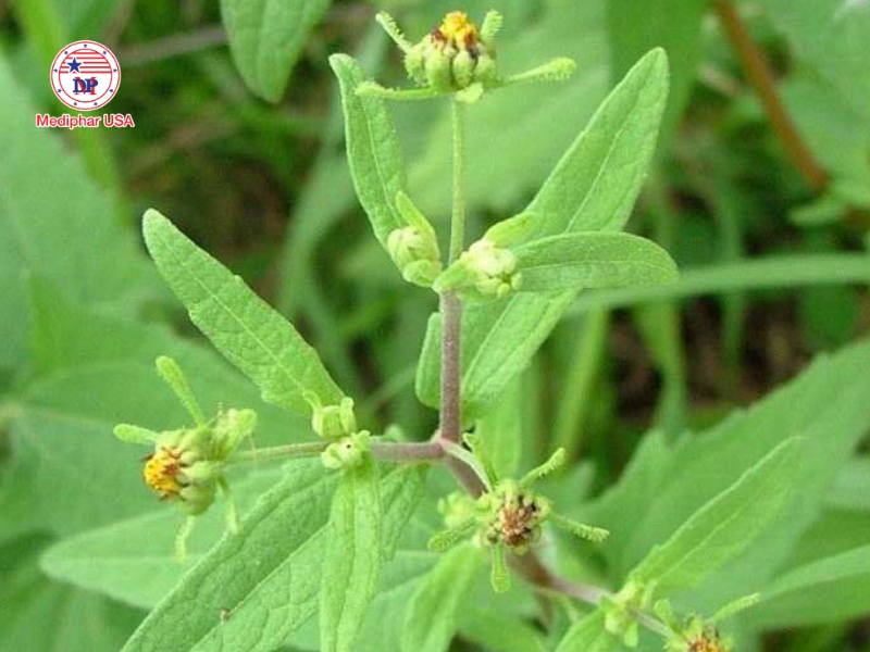 Cây hy thiêm – cây thuốc nam hỗ trợ giảm viêm khớp