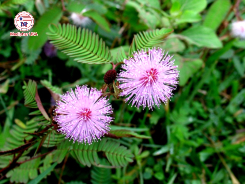 Cây xấu hổ (trinh nữ) – thảo dược hỗ trợ giảm đau nhức xương khớp