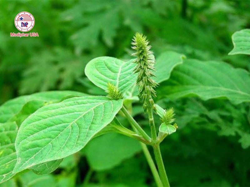 Cỏ xước – thảo dược hỗ trợ giảm đau lưng và đau khớp